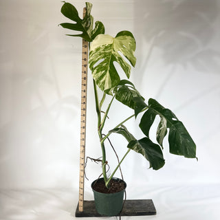 Monstera deliciosa var. borsigiana albo-variegata [#1801]