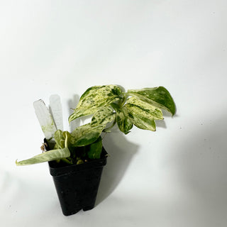 Z-4829 - Scindapsus pictus ‘Mangurai’ variegated