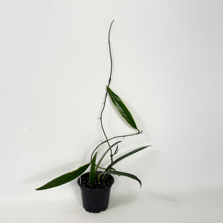 Hoya sulawesiana albo marginata [#1728]