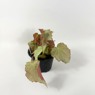 Begonia 'Madhatter' [#1687]