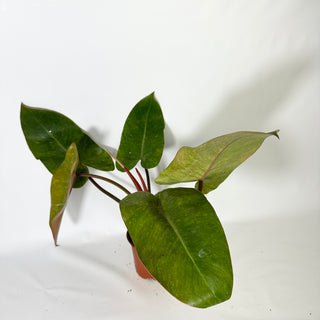 Philodendron 'Jose Buono' (Texas Form) x erubescens 'Red Emerald' (Non-TC) [#1704]