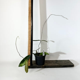 Hoya hypolasia [#2136]