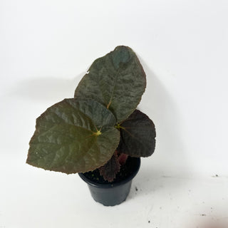 Begonia 'Steve's Leaves Black Hole Sun' [#1926]