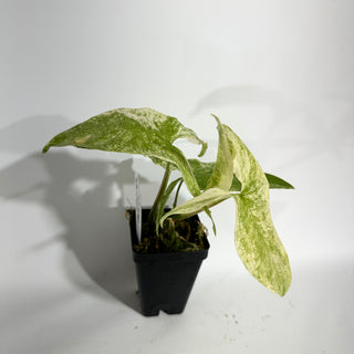 Syngonium podophyllum 'Batik' variegata [#1770]