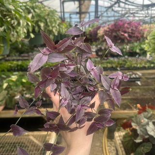 Gibasis pellucida (Purple Form)
