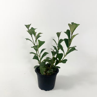 Hoya manipurensis