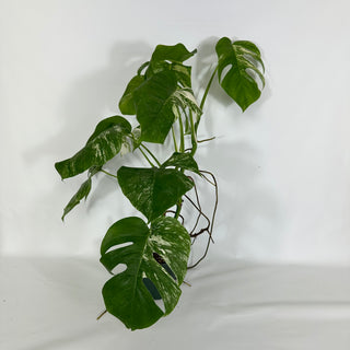 Monstera deliciosa var. borsigiana albo-variegata - 2 Plants [#1641]