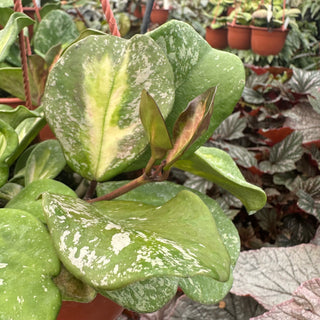 Hoya obovata variegata (Splash)