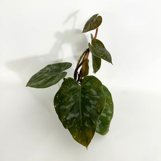 Z-4418 - Philodendron aff. brandtianum (Shingling Form)