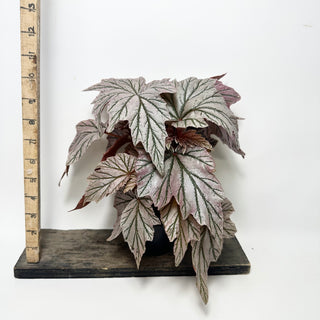 Begonia 'Lamoon' [#2015]
