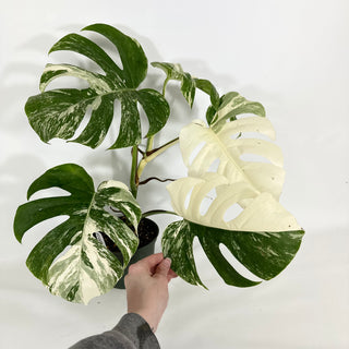 Monstera deliciosa var. borsigiana albo-variegata [#1449]