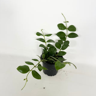 Hoya aeschynanthoides [#2298]