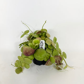 Dischidia vidalii [#2149]