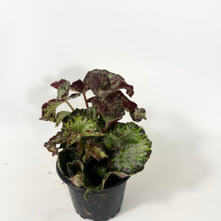 Begonia 'Lota Rose' [#2056]