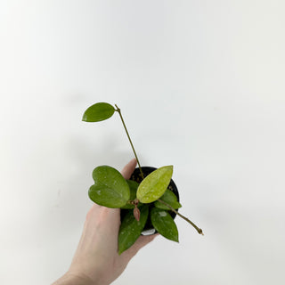 Hoya sp. Lai Chau (long leaf, splash) [#1646]