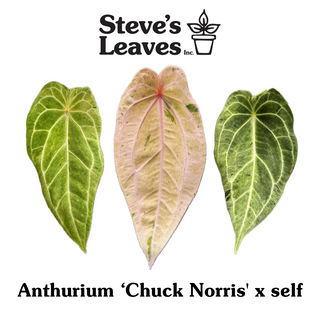 Anthurium 'Chuck Norris' x self - One Seed Per Pack