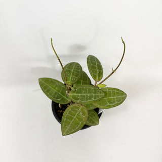 Hoya elliptica [#1683]