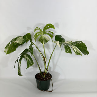 Monstera deliciosa var. borsigiana albo-variegata [#1353]