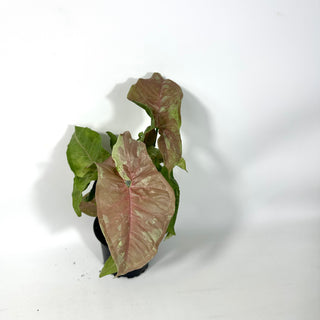 Syngonium podophyllum 'Pink Anya' [#2162]