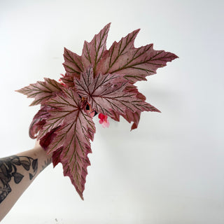 Begonia 'Lamoon' [#1915]