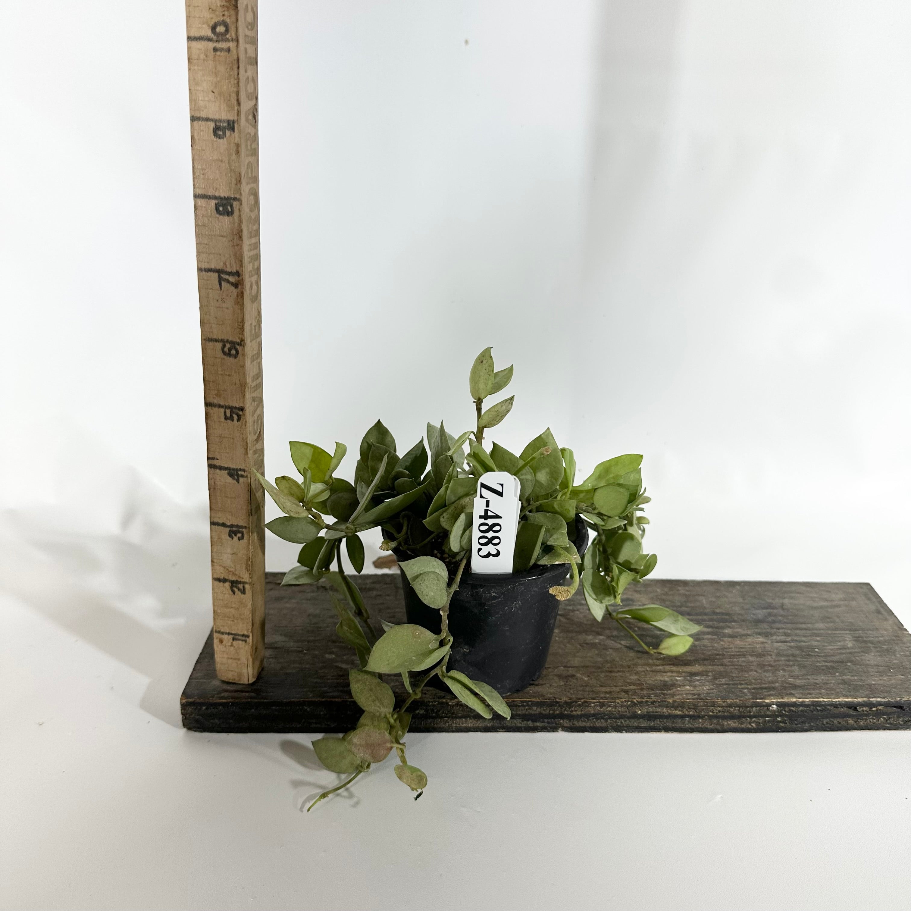 38-kt no HOYA　Glowbe Steam Community :: Guide :: Complete Guide for Glowbes