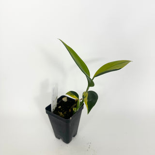 Z-5252 - Scindapsus coriaceus variegated