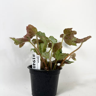Begonia 'Madhatter' [#1940]