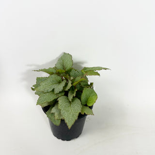 Begonia 'Pollux' [#2145]