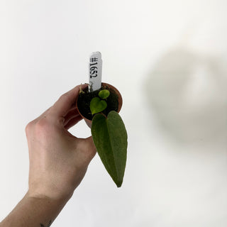Anthurium 'Prince of Darkness' x self - 2 Seedlings [#1652]