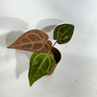 Anthurium 'Tezula Dreamweaver'/dorayaki x 'Arnold Schwarzenegger' - Seedling [#1899]