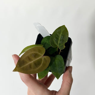 Anthurium Arnold Schwarzenegger' x 'Purple Yurple' [#1718]