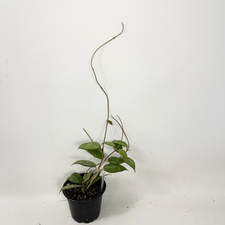 Hoya sp. MA-20 [#1681]