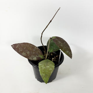 Hoya towutiensis [#1711]