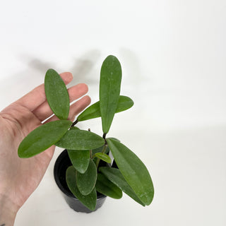 Hoya revolubilis [#2294]