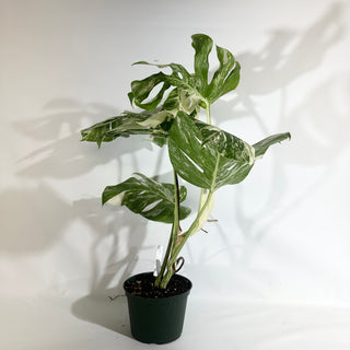 Z-5023 - Monstera deliciosa var. borsigiana albo-variegata