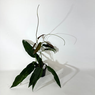 Hoya macgillivrayi [#2140]