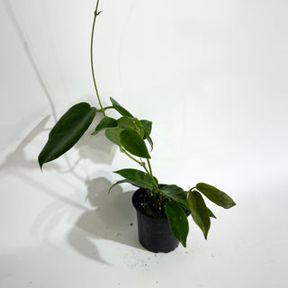 Hoya onychoides