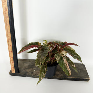 Begonia 'Ginny Galaxy' [#2173]