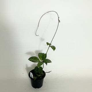 Hoya crassipetiolata (Splash Round) [#1995]