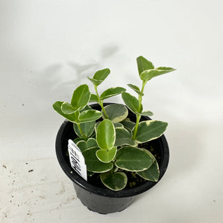 Hoya cumingiana albo-marginata [#1604]