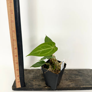 Z-5163 - Anthurium 'Not The Mama' x Fairchild crystallinum