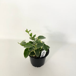 Hoya cumingiana albo-marginata [#2286]