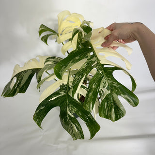 Z-4431 - Monstera deliciosa var. borsigiana albo-variegata