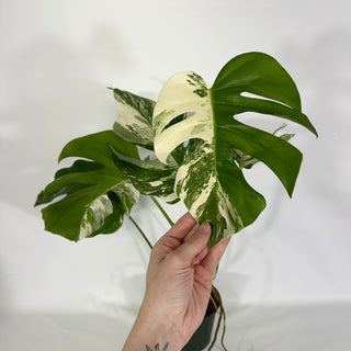 Monstera deliciosa var. borsigiana albo-variegata [#1534]