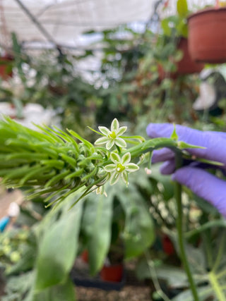 Albuca bracteata