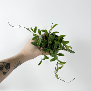 Hoya parviflora [#2334]