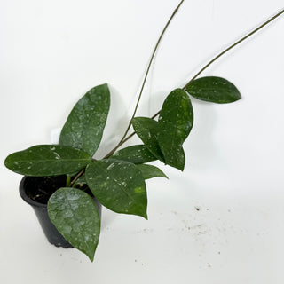 Hoya sp. Lai Chau (long leaf, splash)[#2119]