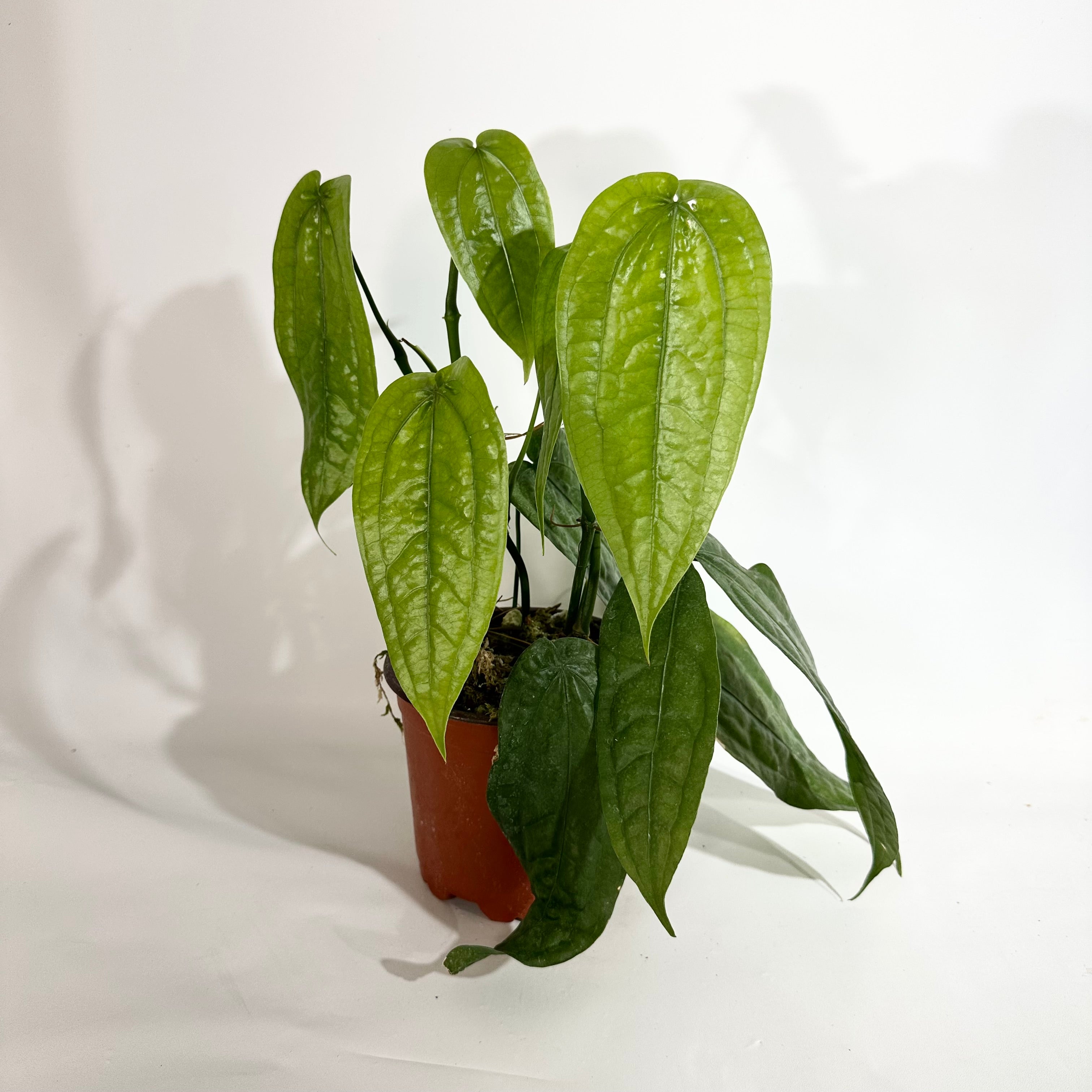 0E43DBC5-02FC-4038-BBDF-