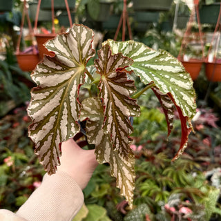 Begonia 'Catherine Too'