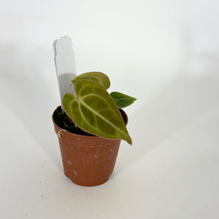 Anthurium 'Contessa' x self - 2 Seedlings [#1613]